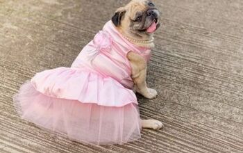 Best Dog Dresses