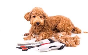 Best Dog Grooming Clippers for Home Use