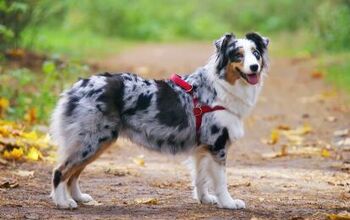 Best Dog Harness for Hiking