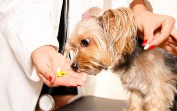 Best Dog Multivitamins for Optimal Canine Health