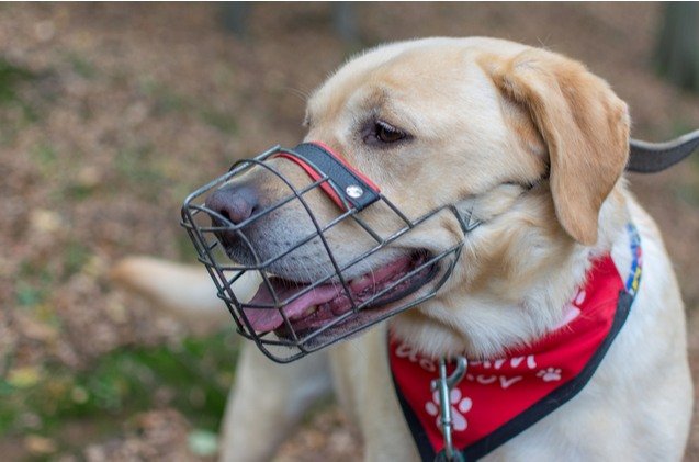 best dog muzzles