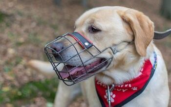 Best Dog Muzzles