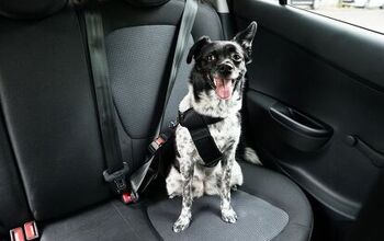 Best Dog Seat Belts