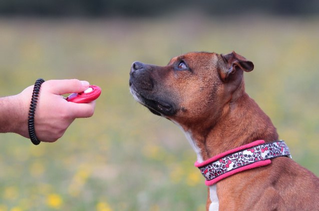 best dog training products, Melounix Shutterstock