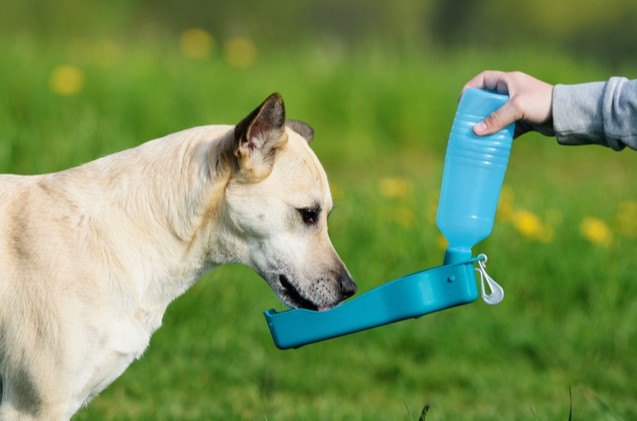 best dog travel water bottles