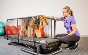 Best Dog Treadmills