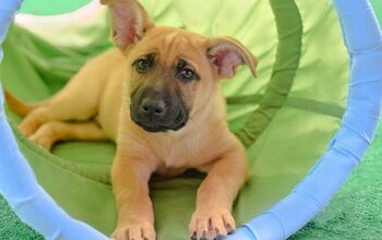 Best Dog Tunnels