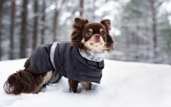 Best Dog Winter Coats