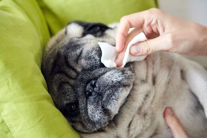 best dog wipes