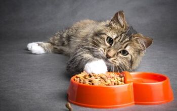 Best Dry Cat Food