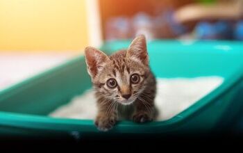 Best Eco-Friendly Cat Litters