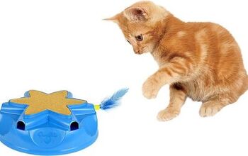 Best Electronic Cat Toys