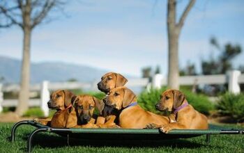 Best Elevated Dog Bed