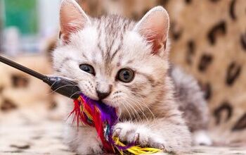 Best Feather Toys for Cats