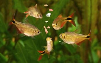 Best Fish Food for Aquarium Fish