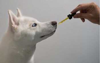 Best Fish Oil for Dogs