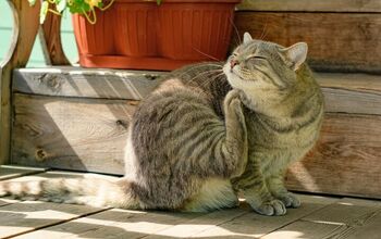 Best Flea Treatment for Cats