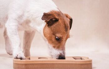 Best Food Puzzles for Dogs