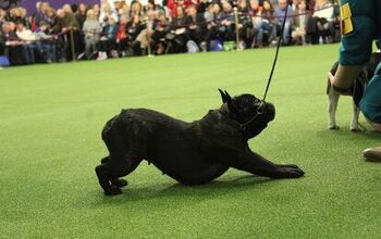 Best French Bulldog at the 2017 Westminster Dog Show