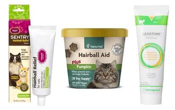 Best Hairball Remedies