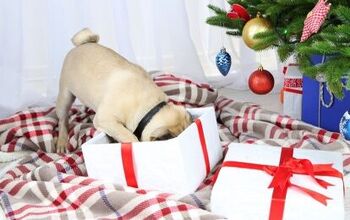 Best Holiday Gifts For Pets