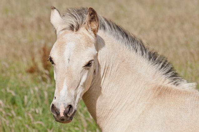 best horse for older riders, pipilongstockings Wikimedia Commons