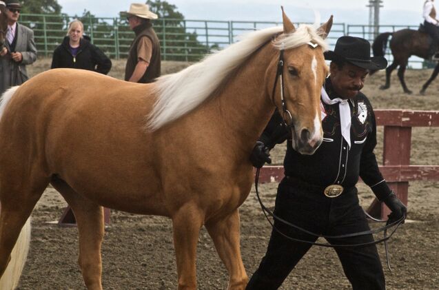 best horse for older riders, Just chaos Wikimedia Commons