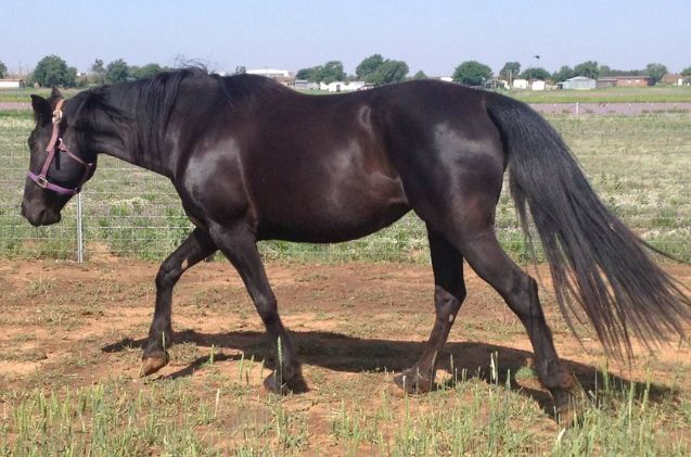 best horse for older riders, Gaitedhorse Wikimedia Commons