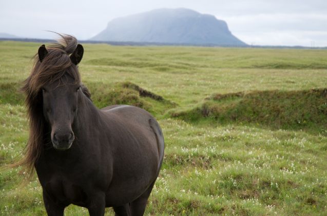 best horse for older riders, Thom Quine Wikimedia Commons