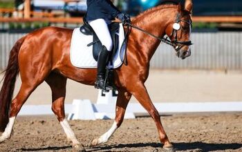 Best Horses for Dressage