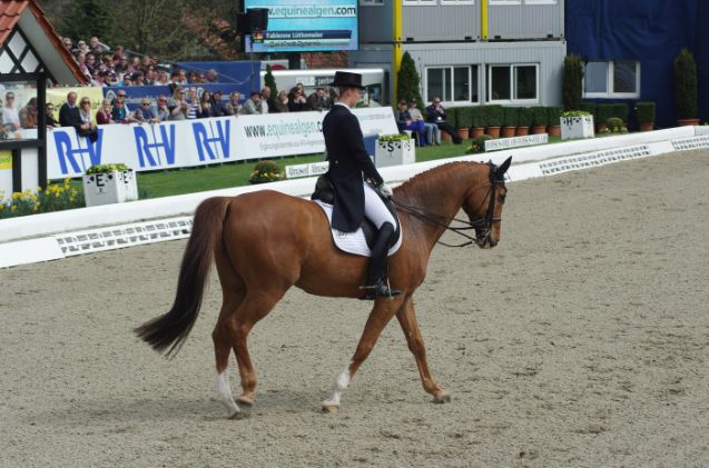 best horses for english riding, Olaf Kosinsky Wikimedia Commons