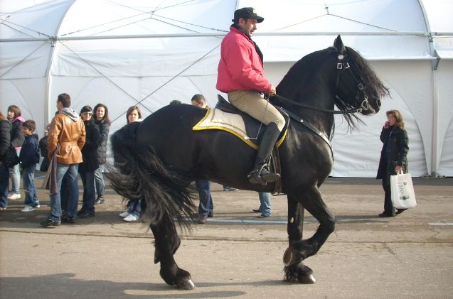 best horses for english riding, Annalisa Parisi Wikimedia Commons