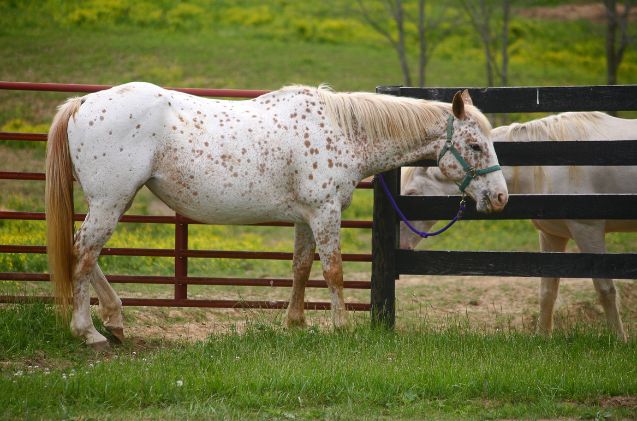 best horses for english riding, Jean from Shelbyville KY Wikimedia Commons