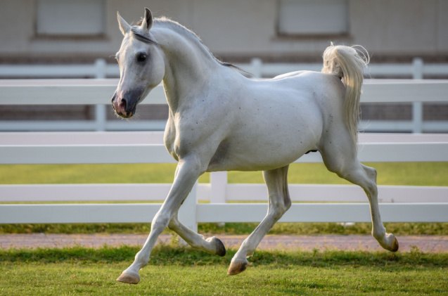 best horses for jumping, Mustafa Ahmed Jindi Shutterstock