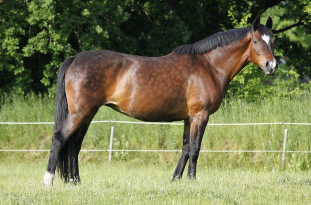 best horses for jumping, pfluegler photo Shutterstock