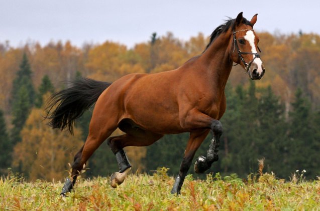 best horses for jumping, Nastenok Shutterstock