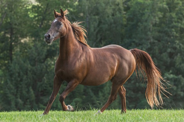 best horses for jumping, Annabell Gsoedl Shutterstock