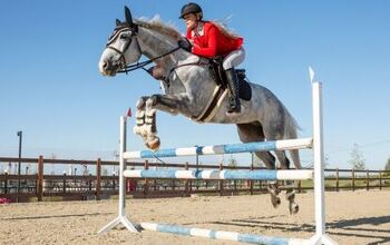 Best Horses for Jumping