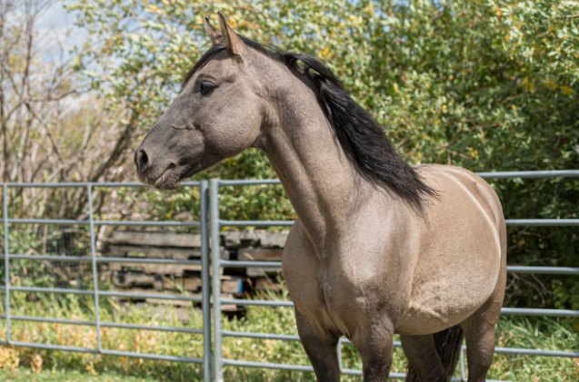 best horses for trail riding, OryPhotography Shutterstock