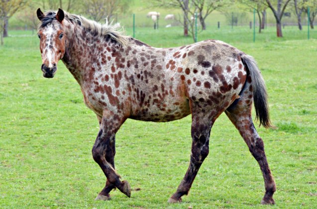 best horses for trail riding, Marie Charouzova Shutterstock