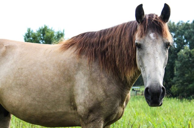 best horses for trail riding, Dirt and Rhinestone Shutterstock