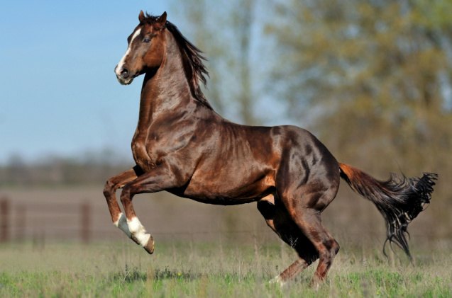 best horses for trail riding, Anaite Shutterstock