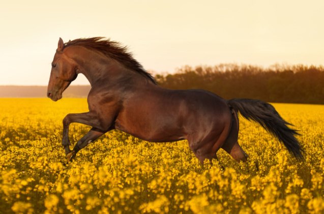 best horses for trail riding, Anaite Shutterstock