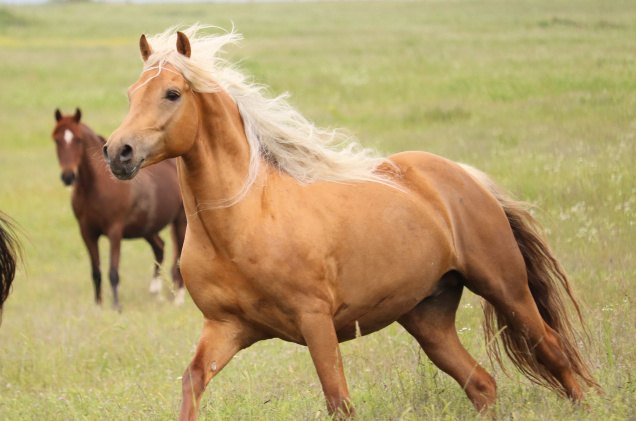 best horses for trail riding, Lisa Kolbenschlag Shutterstock