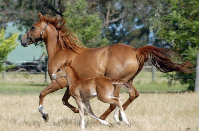 best horses for trail riding, John Carnemolla Shutterstock