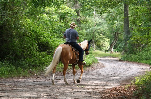 best horses for trail riding, Jim Lopes Shutterstock