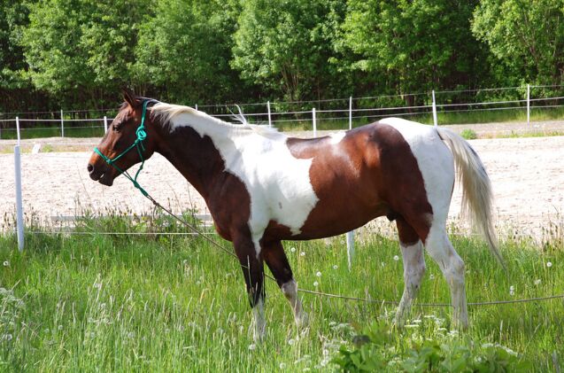 best horses for trick riding, Per Ola Wiberg Wikimedia Commons