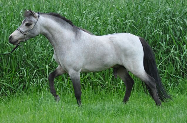 best horses for trick riding, Larrywalmart Wikimedia Commons