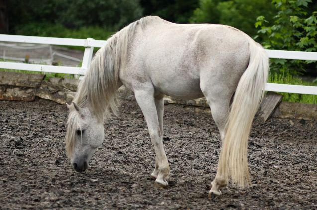 best horses for trick riding, Waugsberg Wikimedia Commons