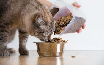 Best Hypoallergenic Cat Food